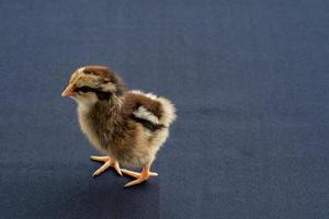 bebé mini pollito wyandotte en la cubierta de la mesa de tela azul. foto