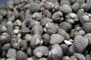 Cockles seafood pile or scallop fresh raw shellfish in fresh market on ice for sales. photo