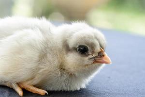 bebé blanco pollito australorp duerme sobre tela blanca cubre la mesa con bokeh y jardín borroso en un campo al aire libre foto