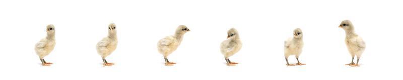 Isolated Little Rhode Island White baby chicken team stand in a row on solid white clear background in studio light. photo