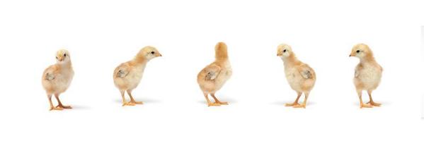 Isolated Little Rhode Island Red baby chicken team stand in a row on solid white clear background in studio light.