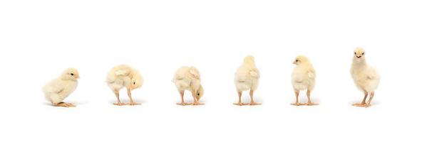 Isolated Little Rhode Island White baby chicken team stand in a row on solid white clear background in studio light. photo