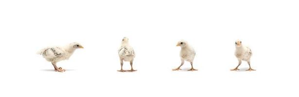 The isolated little baby HAMBURG Chick team in the row, standing on white cloth background. They are recognised in Germany and Holland. photo