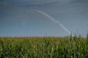 Cornfield irrigation with lug pump photo