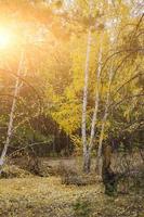 Bright sunlight in autumn pine and birch forest. photo