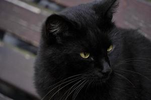Muzzle of black cat looking to side, close up. photo