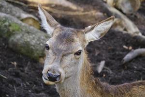 Close up portrait European roe deer, animals in wild. photo