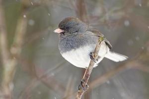 Male Dark-eyed Junco - Junco hyemalis - in a Snow Storm photo