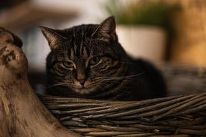 hermoso retrato de gato atigrado relajado foto