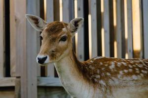 Close-up at fallow deer near wooden fence photo