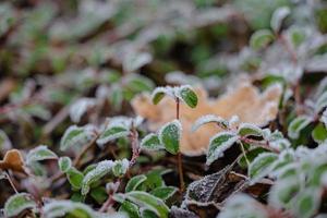 First snow on the green leaves of plants photo