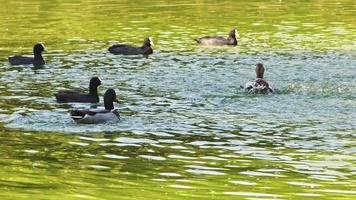 wild vogelstand drijvend in de meer video