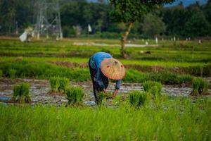 los agricultores de aceh están plantando arroz foto