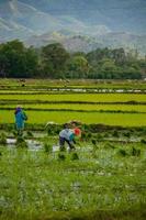 mujeres agricultoras plantando arroz, provincia de aceh, indonesia foto