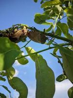 a pair insect on a green leaf stalk against a background of sky and clouds photo