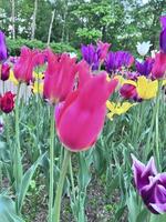 tulipanes florecientes en primavera. jardín de primavera foto