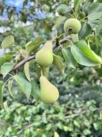 The fruits of a green pear in the garden on a tree photo