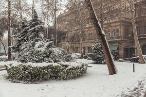 trees in the snow, winter landscapes photo