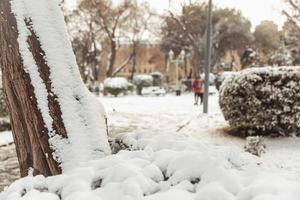 trees in the snow, winter landscapes photo