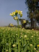 Mustard Flower Images Free Download photo