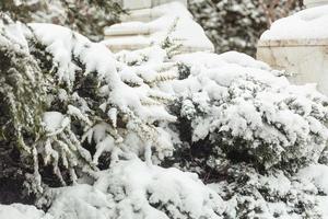 trees in the snow, winter landscapes photo