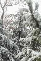 trees in the snow, winter landscapes photo