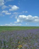 field with scorpionweed --Phacelia tanacetifolia--,Rhineland,Germany photo