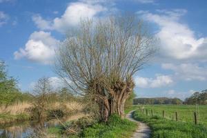 Pollard sauce --salix viminalis-- en el río Niers,wachtendonk,niersaue reserva natural, región del Bajo Rin, Alemania foto