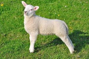 posing Lamb on Meadow,North Sea region,Germany photo