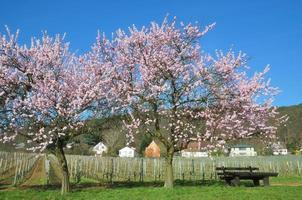 Almendro en flor en la región vinícola del Palatinado, Renania-Palatinado, Alemania foto