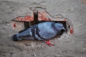 Closeup shot of common pigeon nesting in the rock walls photo