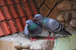Closeup of two homing pigeons kissing each other perched on a building roof photo