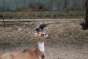 Blackbird crow perching on the head of a nilgai antelope photo