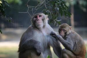 Closeup shot of monkeys picking lice in the zoo photo