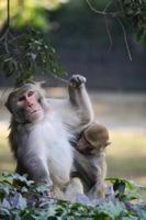 Closeup shot of monkeys picking lice in the zoo photo