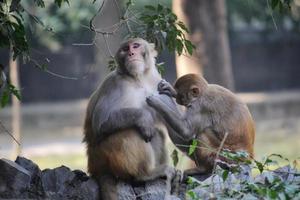 primer plano de monos recogiendo piojos en el zoológico foto
