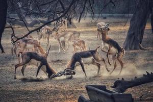 Intense fight between two male blackbuck antelopes in a zoo photo