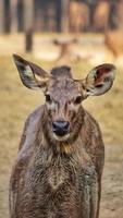 Portrait of a female large antelope on a blurred background photo