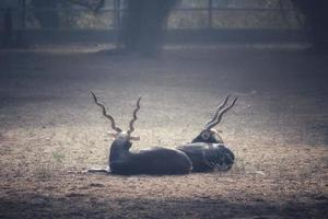 View of two Indian blackbuck antelopes resting on the ground photo