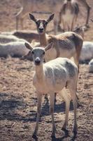 Selective focus of two female antelopes with their herd on the background photo