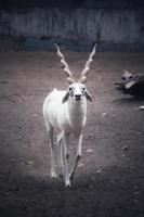 Albino blackbuck standing on the field photo