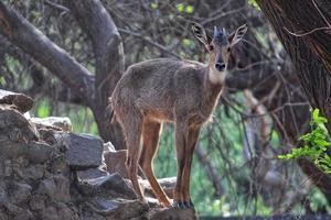 Selective focus of a young antelope on sloppy rocks in a forest photo