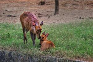 Selective focus of a doe and a fawn muntjac deer on the field photo