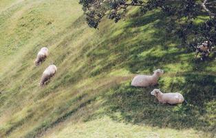 Sheep farm in One Tree Hill of Auckland, New Zealand. photo