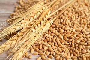 granos y espigas de trigo de la granja de agricultura orgánica. foto