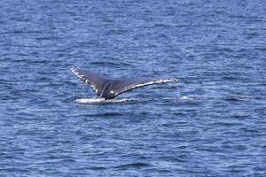 Humpback Whales in Vancouver photo