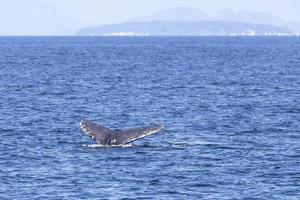 Humpback Whales in Vancouver photo