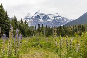 mt robson, columbia británica, canadá foto