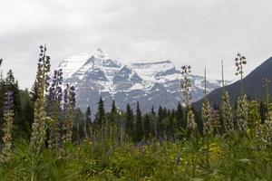 Mt Robson, British Columbia, Canada photo