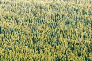 Canadian Forest, Alberta photo